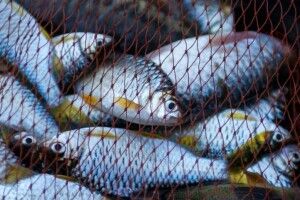 На Волині спіймали браконьєра з «трофеями» на 24 тисячі гривень