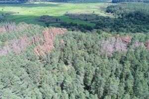 Волинський ліс: площі, уражені короїдом, зменшуються