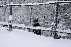 Температурні гойдалки збили з пантелику клишоногих: у Карпатах перервався зимовий сон ведмедів