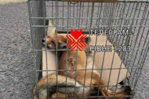 У Рівному на ринку серед білого дня лисиця зі сказом покусала жінку (Відео)