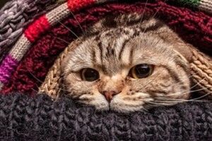Повідомили, якою в Україні цього року може бути зима 