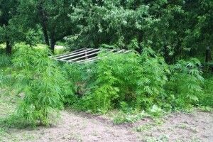 Поліція виявила близько сотні кущів коноплі, замасковані на городі