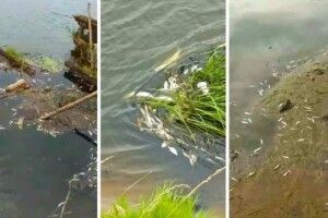 У селах на Рівненщині зафіксували масовий мор риби (Фото)