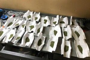 Мешканець Рівненщини розфасував марихуану у 22 згортки
