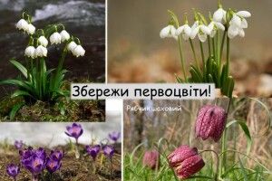 Волинян закликають берегти первоцвіти