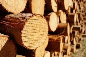 В Україні розпочинаються масштабні перевірки за фактом контрабанди лісу