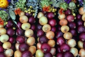 В Україні цибуля подорожчала до 40 грн за кілограм 