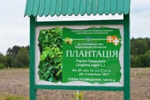Найбільші плантації горіхів - на Горохівщини