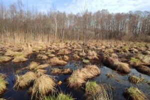 У болотистій місцевості на Волині знайшли речі зниклої 17-річної дівчини