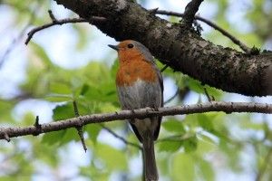 У Цуманській пущі вільшанки закусюють гусениць чорницями