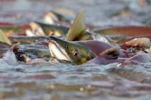 На Рівненщині почалася нерестова заборона: що треба знати