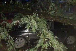 У Рівному одна акація атакувала відразу два Renault (Фото)