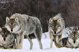 На Вінниччині з’явились вовки-мутанти