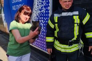 У Луцьку кіт потрапив у халепу: не міг вибратися з ями з водою