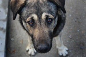 Судитимуть волинянина, який жорстоко вбив сусідського собаку 