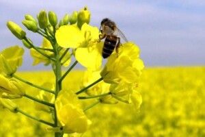 У Луцькому районі пасічників поперджають про обробку полів