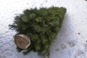 Куди у Луцьку подіти ялинку після свят
