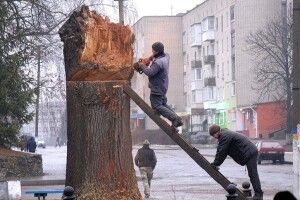 На стовбурі вікового дуба «поселять» лелек