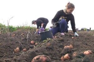 Чи надовго відступили дощі від Волині?