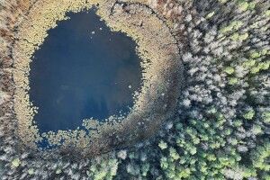 Науковці б’ють на сполох: болота Шацьких озер перетворюються на ліс