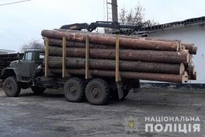 На Волині поліцейські викрили крадіїв лісу із майже 200 м. куб. лісодеревини 