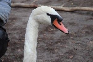 Рятувальники визволили лебедя з крижаного полону