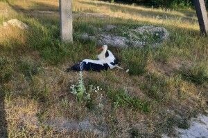 У селі на Волині просять врятувати лелеку