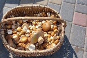 На волинських ринках побільшало грибів: почім просять за кілограм