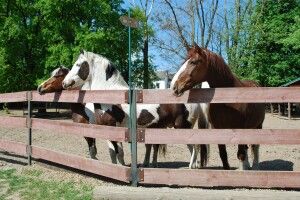 У Рівному шукають людину, яка дуже любить коней