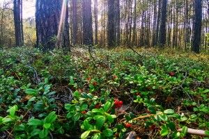 На Шацьких озерах відпочило 150 тисяч людей