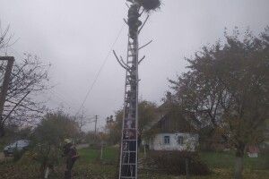 На Волині родина лелек змінила адресу (Фото)
