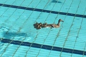 У Львові в басейні спорткомплексу засікли качку із каченятами