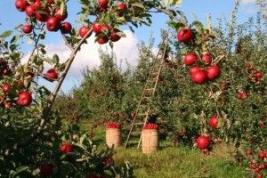 Чому фермери залишають плоди на деревах?