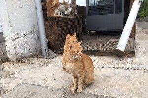 У Львові проведуть перепис вуличних котів