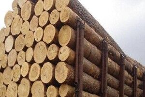 На Волині покарали підприємця, який хотів контрабандою вивезти з України деревину акації