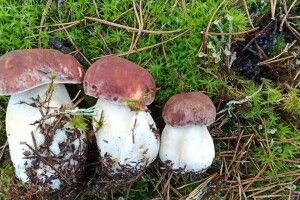 Волинянка вполювала під Шацьком гриба, грибиху й чималеньке грибенятко (Фото)