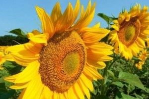 Україна встановила рекорд із експорту харчів