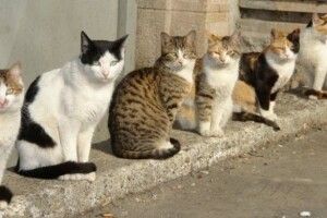 Депутати Рівненської міськради пропонують захистити права котів