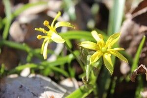 На Любешівщині зацвіли первоцвіти (Фото)