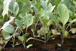 Українські фермери змушені викидати усе вирощене на продаж