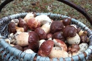 Волинянка повернулася із тихого полювання з кошиком «білих» (Фото)
