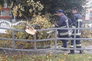 На Волині негода повалила дерева у кількох населених пунктах