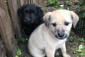 У Луцьку блондин і брюнетка не мають даху над головою (Фото)