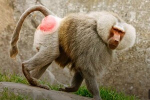 З-за ґрат втекли три небезпечні гамадрили