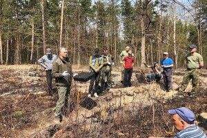 Під Житомиром відновлюють ліси, пошкоджені весняними пожежами (Фото)