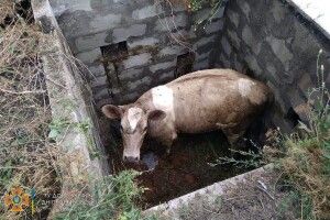 Бійці ДСНС рятували корову, яка провалилася в глибочезну яму