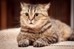 Двоногі звірюки підпалили живого кота