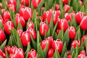 Якою буде погода на Волині в ці дні