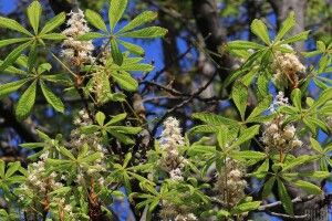 В Івано-Франківську знову цвітуть каштани