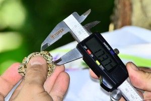 У Цуманській пущі міряли жаб штангенциркулем